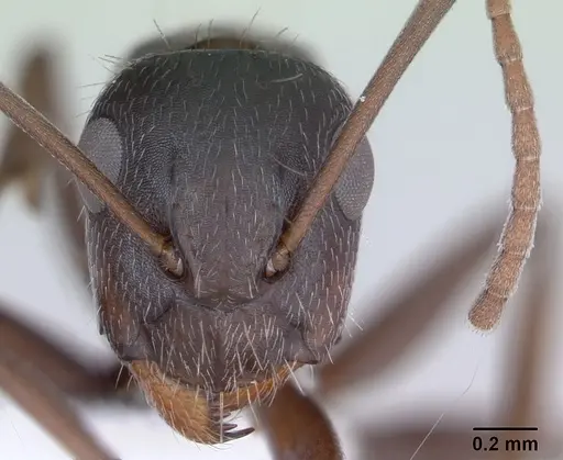 Camponotus hispidus specimen CASENT0173423 image casent0173423_2