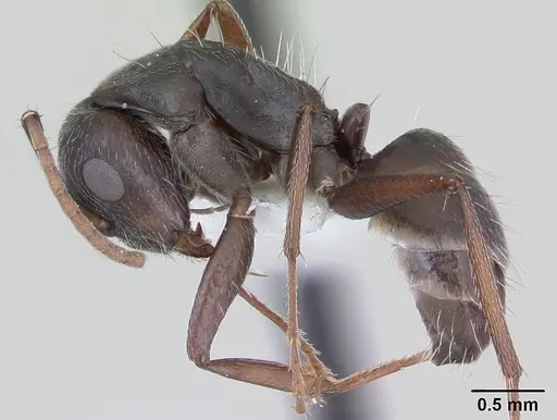 Camponotus hispidus specimen CASENT0173423 image casent0173423_3