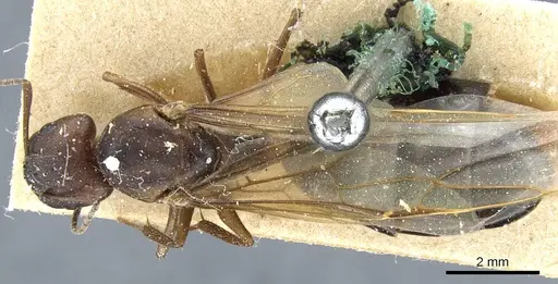 Camponotus hispidus specimen CASENT0905209 image casent0905209_1