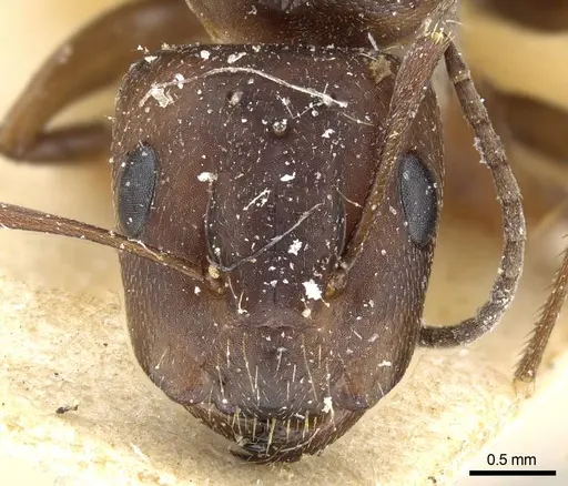 Camponotus hispidus specimen CASENT0905209 image casent0905209_2