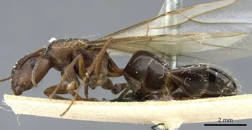 Camponotus hispidus specimen CASENT0905209 image casent0905209_3