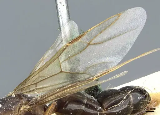 Camponotus hispidus specimen CASENT0905209 image casent0905209_4