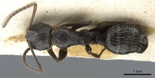 Camponotus hispidus specimen CASENT0905210 image casent0905210_1