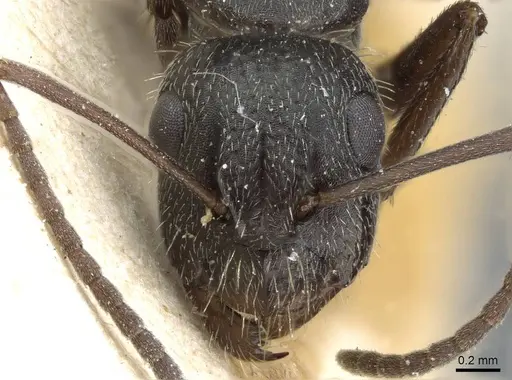Camponotus hispidus specimen CASENT0905210 image casent0905210_2