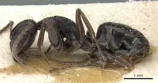 Camponotus hispidus specimen CASENT0905210 image casent0905210_3