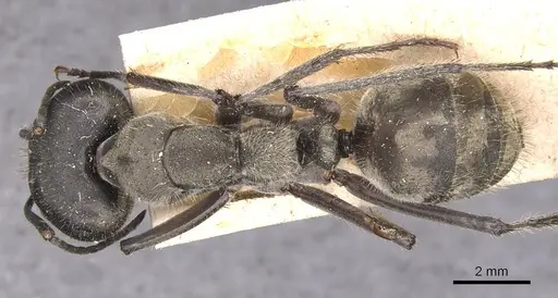 Camponotus holosericeus specimen CASENT0905382 image casent0905382_1