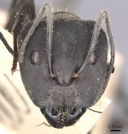 Camponotus holosericeus specimen CASENT0905382 image casent0905382_2