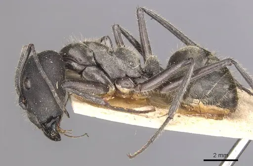 Camponotus holosericeus specimen CASENT0905382 image casent0905382_3