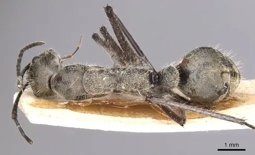 Camponotus holosericeus specimen CASENT0905383 image casent0905383_1