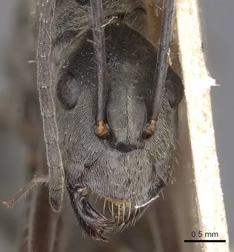 Camponotus holosericeus specimen CASENT0905383 image casent0905383_2