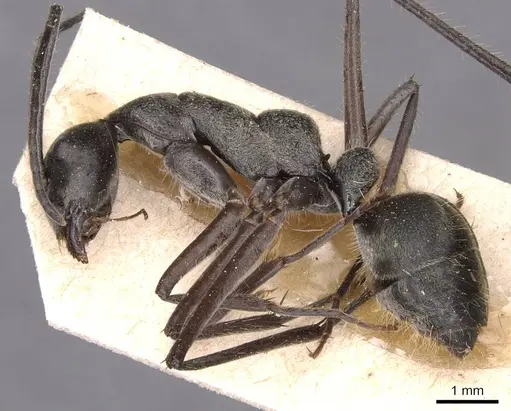 Camponotus holosericeus specimen CASENT0905383 image casent0905383_4