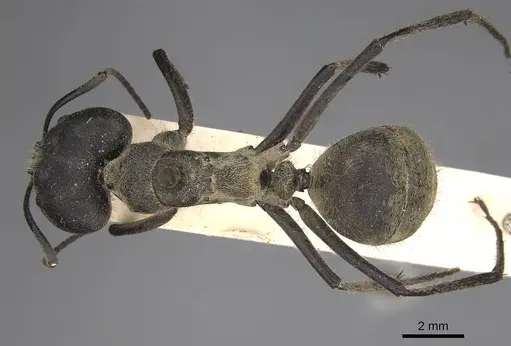 Camponotus holosericeus specimen CASENT0906946 image casent0906946_1
