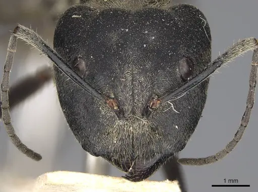 Camponotus holosericeus specimen CASENT0906946 image casent0906946_2