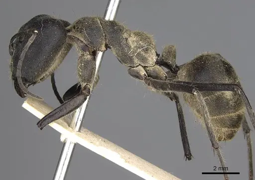 Camponotus holosericeus specimen CASENT0906946 image casent0906946_3