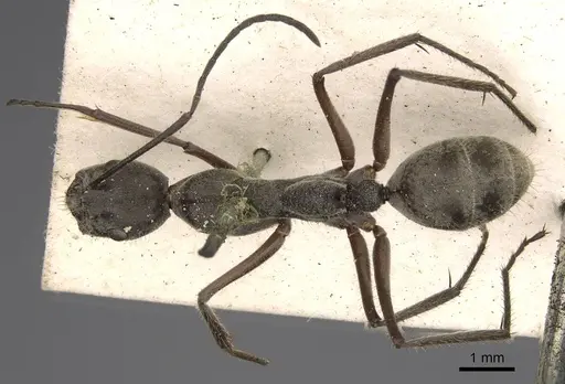Camponotus holosericeus specimen CASENT0906947 image casent0906947_1