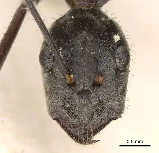 Camponotus holosericeus specimen CASENT0906947 image casent0906947_2