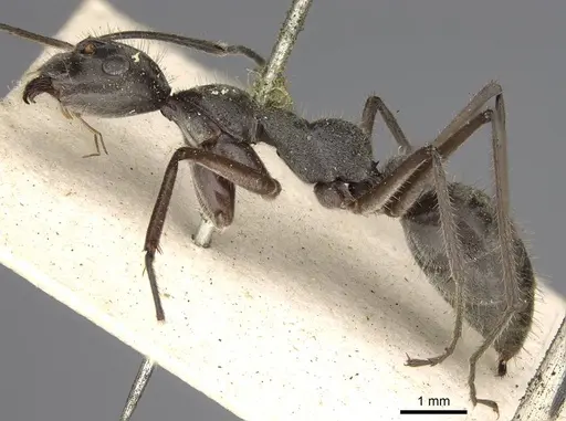 Camponotus holosericeus specimen CASENT0906947 image casent0906947_3