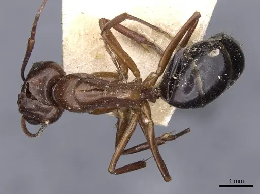 Camponotus holzi specimen CASENT0909997 image casent0909997_1
