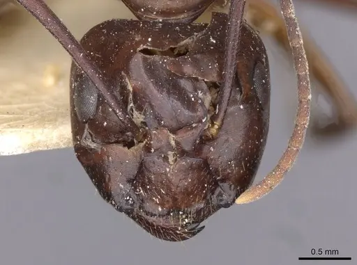 Camponotus holzi specimen CASENT0909997 image casent0909997_2