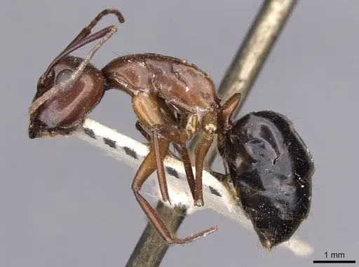 Camponotus holzi specimen CASENT0909997 image casent0909997_3