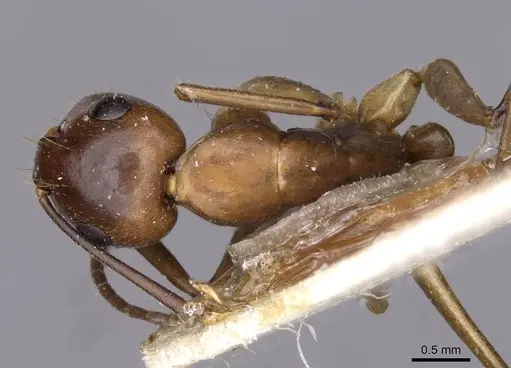 Camponotus holzi specimen CASENT0909998 image casent0909998_1