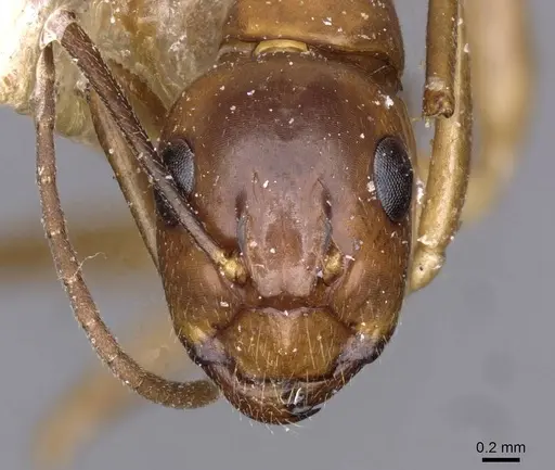 Camponotus holzi specimen CASENT0909998 image casent0909998_2