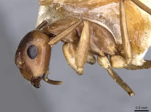 Camponotus holzi specimen CASENT0909998 image casent0909998_3
