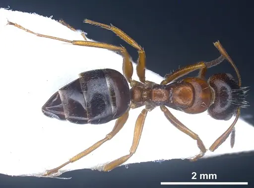 Camponotus honaziensis specimen ANTWEB1041243 image antweb1041243_1
