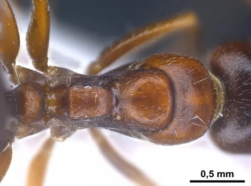 Camponotus honaziensis specimen ANTWEB1041243 image antweb1041243_2
