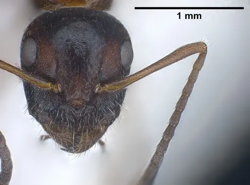 Camponotus honaziensis specimen ANTWEB1041243 image antweb1041243_3