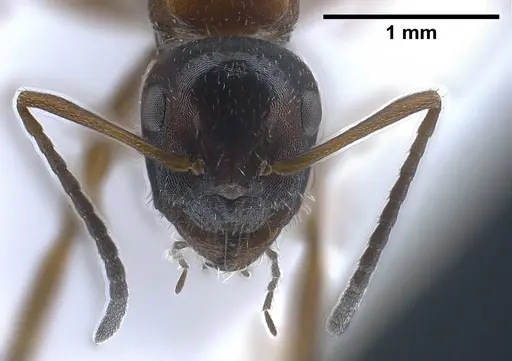 Camponotus honaziensis specimen ANTWEB1041243 image antweb1041243_4