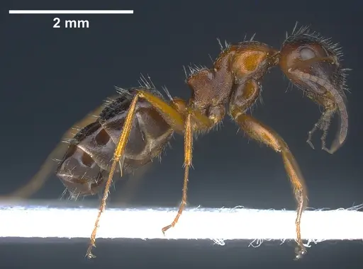 Camponotus honaziensis specimen ANTWEB1041243 image antweb1041243_5