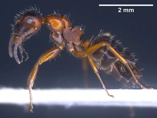 Camponotus honaziensis specimen ANTWEB1041243 image antweb1041243_6