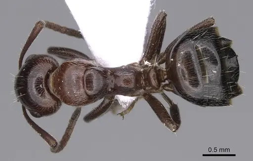 Camponotus honaziensis specimen CASENT0914263 image casent0914263_1