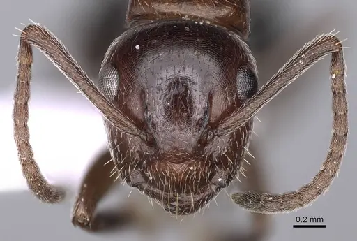 Camponotus honaziensis specimen CASENT0914263 image casent0914263_2