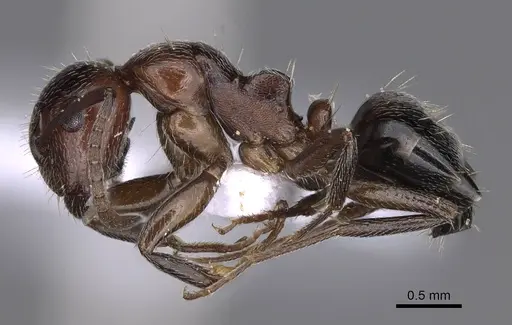 Camponotus honaziensis specimen CASENT0914263 image casent0914263_3
