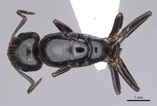 Camponotus honaziensis specimen CASENT0914264 image casent0914264_1