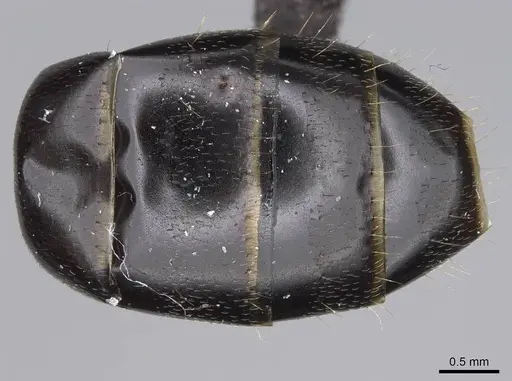 Camponotus honaziensis specimen CASENT0914264 image casent0914264_2