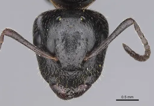 Camponotus honaziensis specimen CASENT0914264 image casent0914264_3