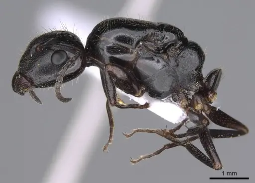Camponotus honaziensis specimen CASENT0914264 image casent0914264_4