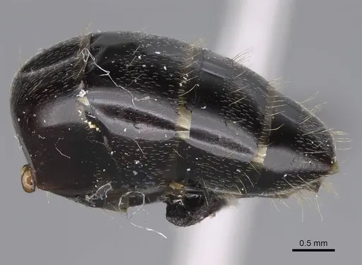 Camponotus honaziensis specimen CASENT0914264 image casent0914264_5