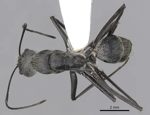 Camponotus hoplites specimen CASENT0280233 image casent0280233_1
