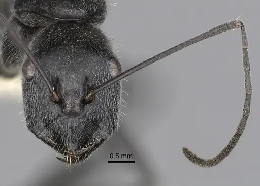 Camponotus hoplites specimen CASENT0280233 image casent0280233_2