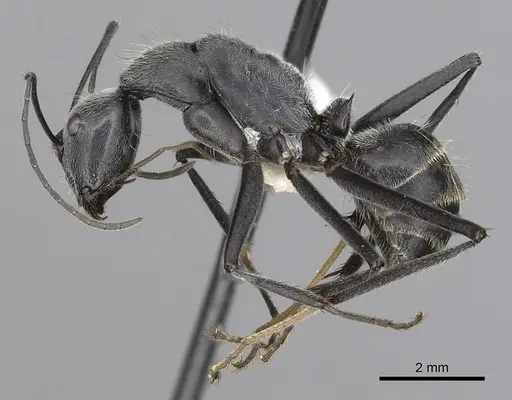 Camponotus hoplites specimen CASENT0280233 image casent0280233_3