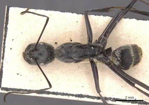 Camponotus hoplites specimen CASENT0905388 image casent0905388_1