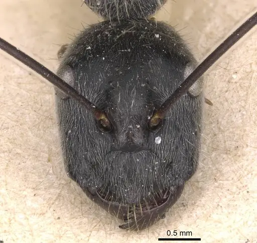 Camponotus hoplites specimen CASENT0905388 image casent0905388_2