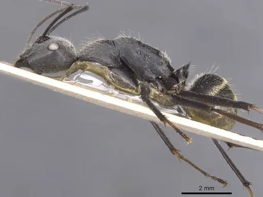 Camponotus hoplites specimen CASENT0905388 image casent0905388_3