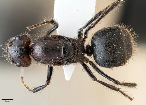 Camponotus horrens specimen ANTWEB1060649 image antweb1060649_1