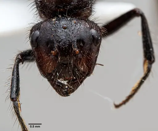 Camponotus horrens specimen ANTWEB1060649 image antweb1060649_2