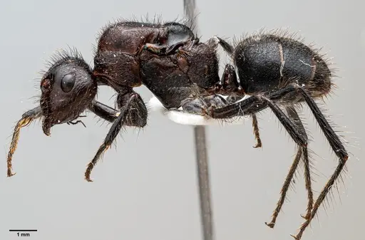Camponotus horrens specimen ANTWEB1060649 image antweb1060649_3